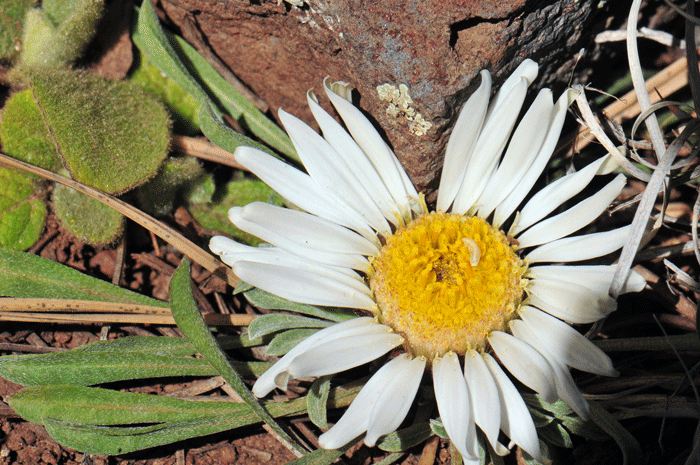 Stemless Townsend Daisy has large white or pinkish-white flowers with yellow centers. Note flowers consist of both ray and disk florets. Townsendia exscapa